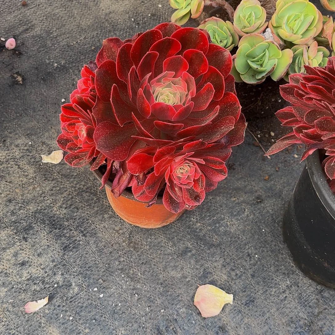 粉色法师多肉9.9包邮