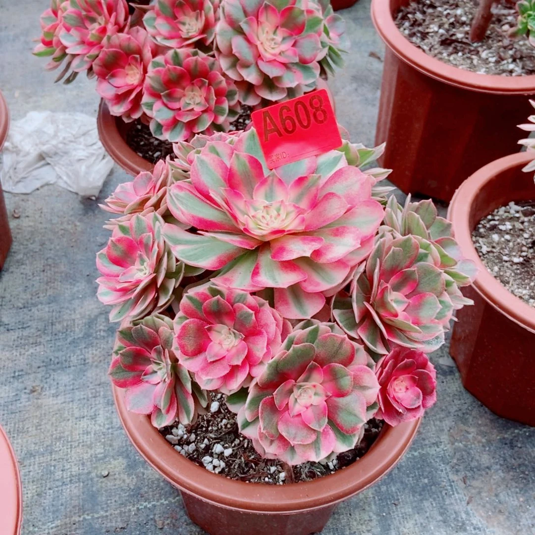 倾城608多肉111111