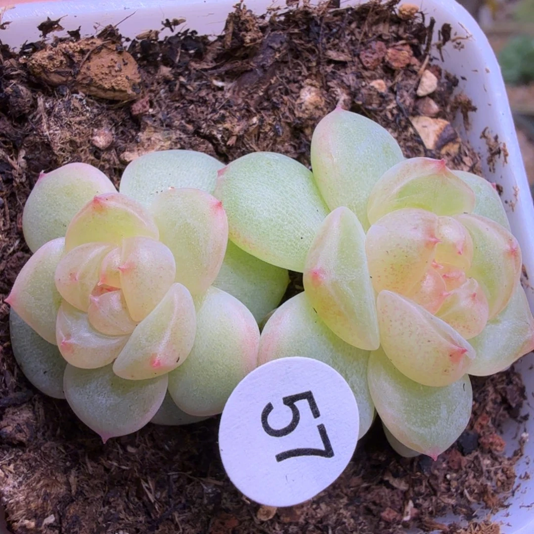 57号双头甜心628一物一拍