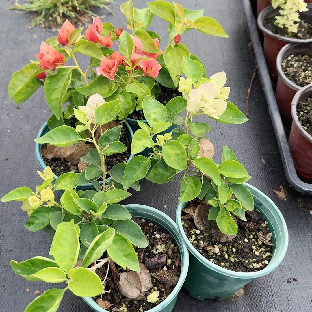 完全开放日落和暗五