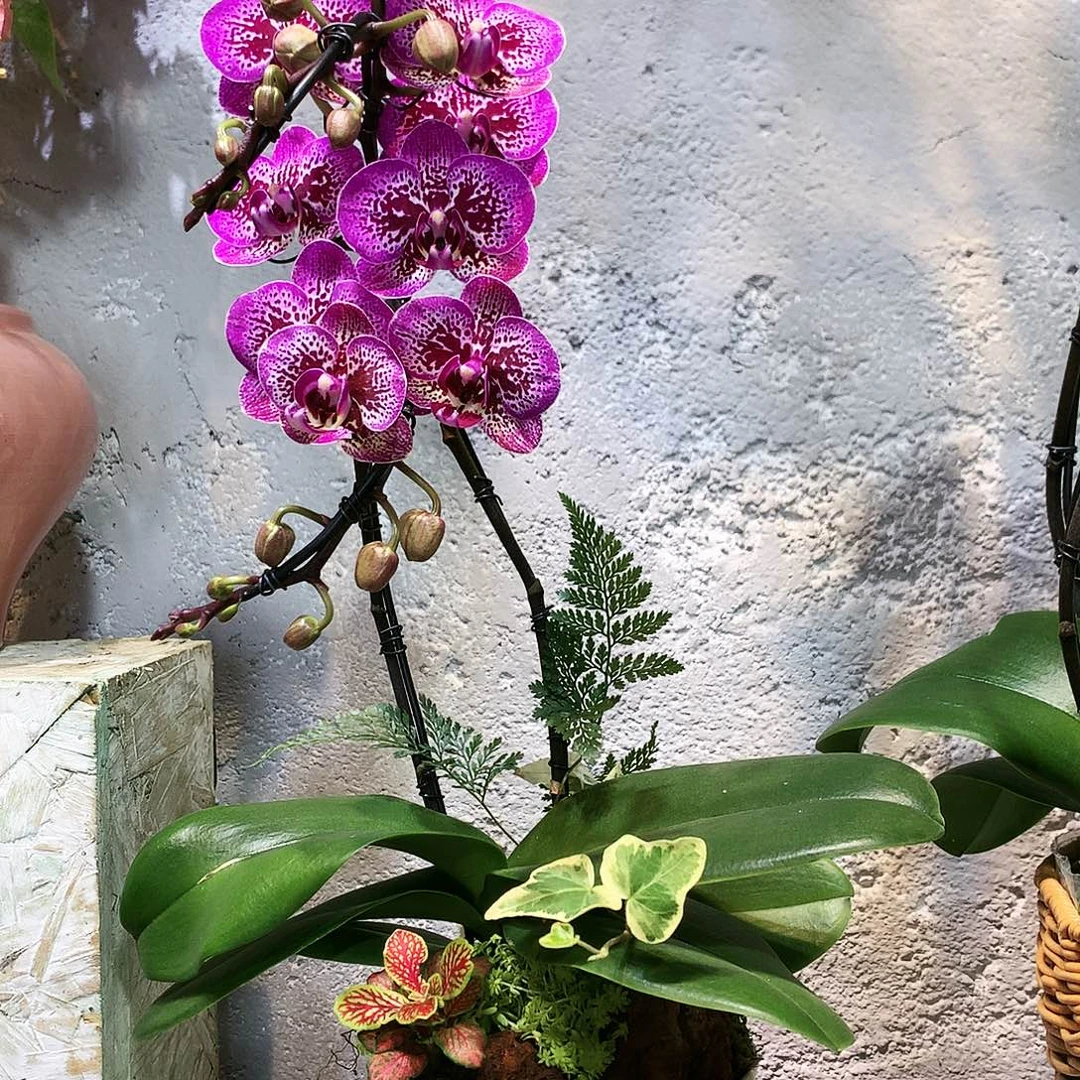 完全开放一物一拍一物一拍