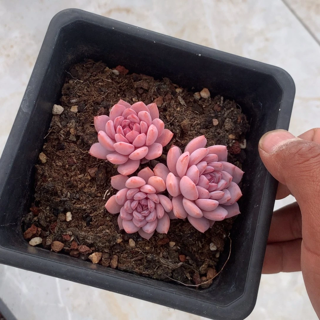 娜***子清新甜美不张扬风格又充满