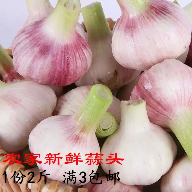 梅州 客家 新鲜 蒜头 大蒜 农家 梅县蕉岭兴宁五华 1份2斤