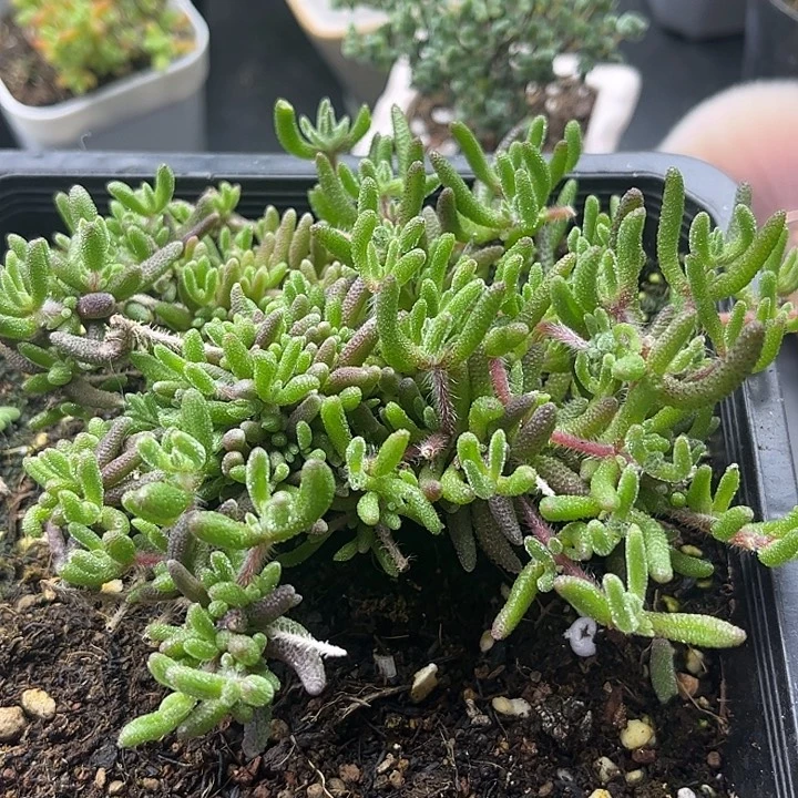 昕宝虎尾枝干番杏优秀