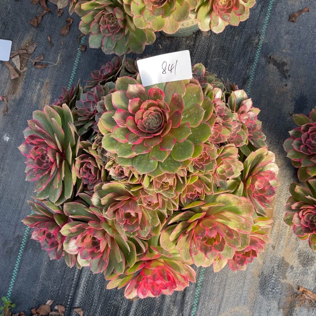 阿*老五多肉8411111111