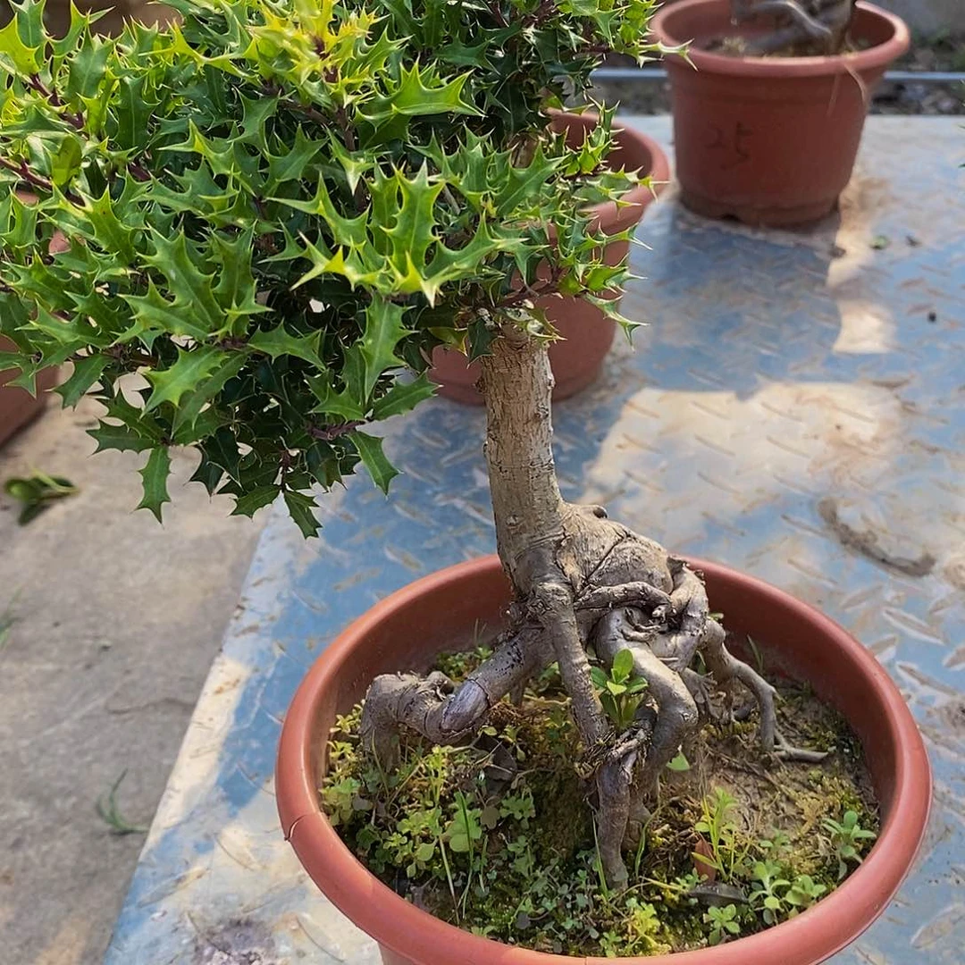 木材手****行有刺枸骨
