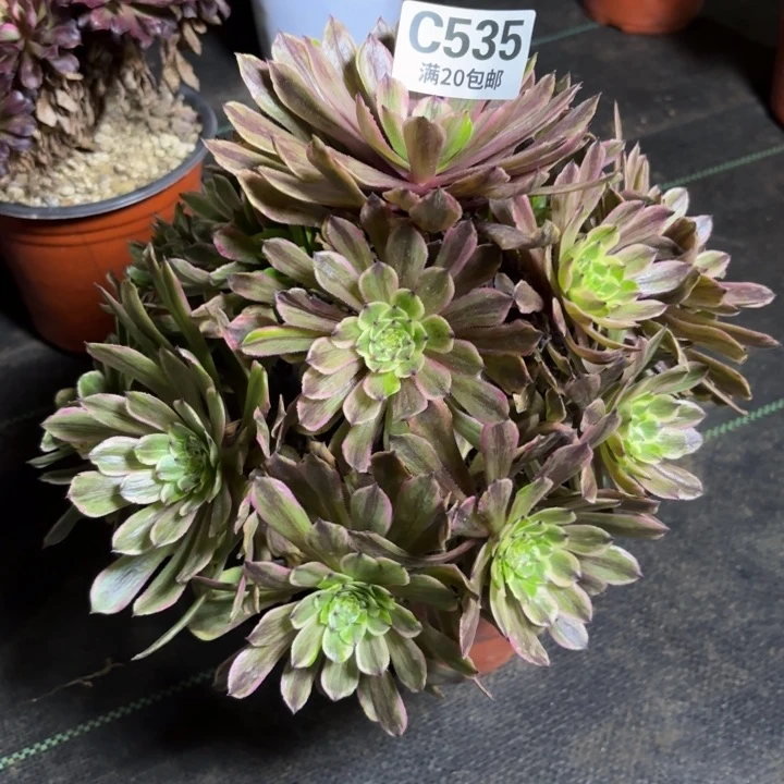 瑞妈一物一拍535