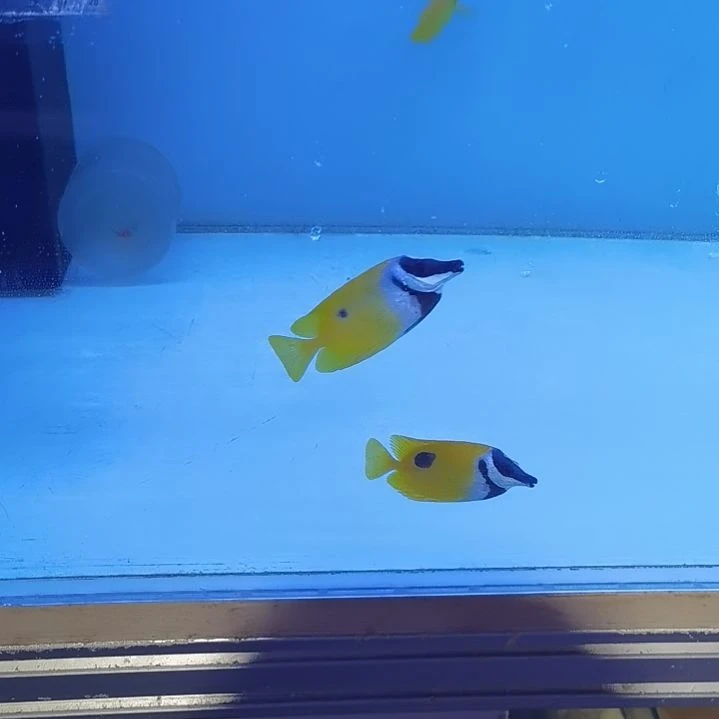 7+开口颗粒狐狸1条