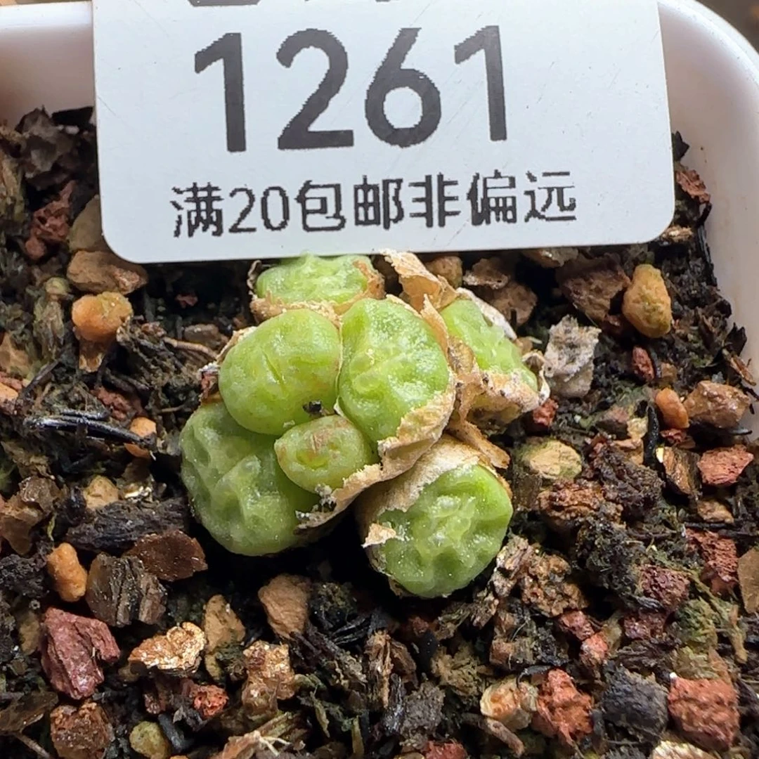 1410.657方烧。  带盆土。