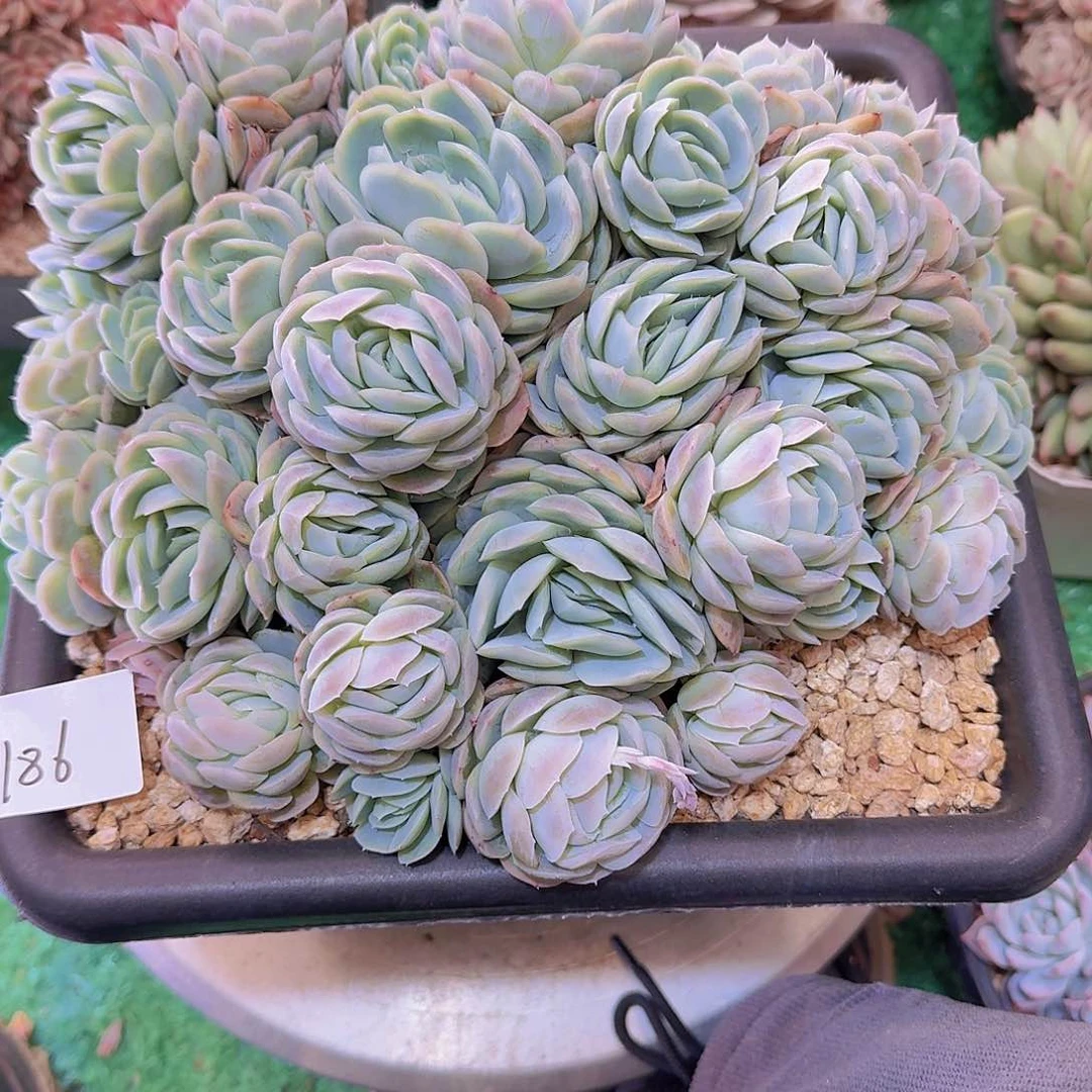 刘*燕1186希纳多肉植物