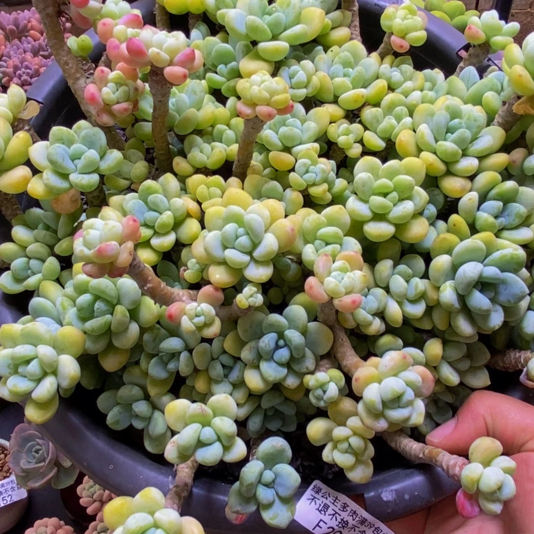 290樱花罗琦26cm多肉不包整