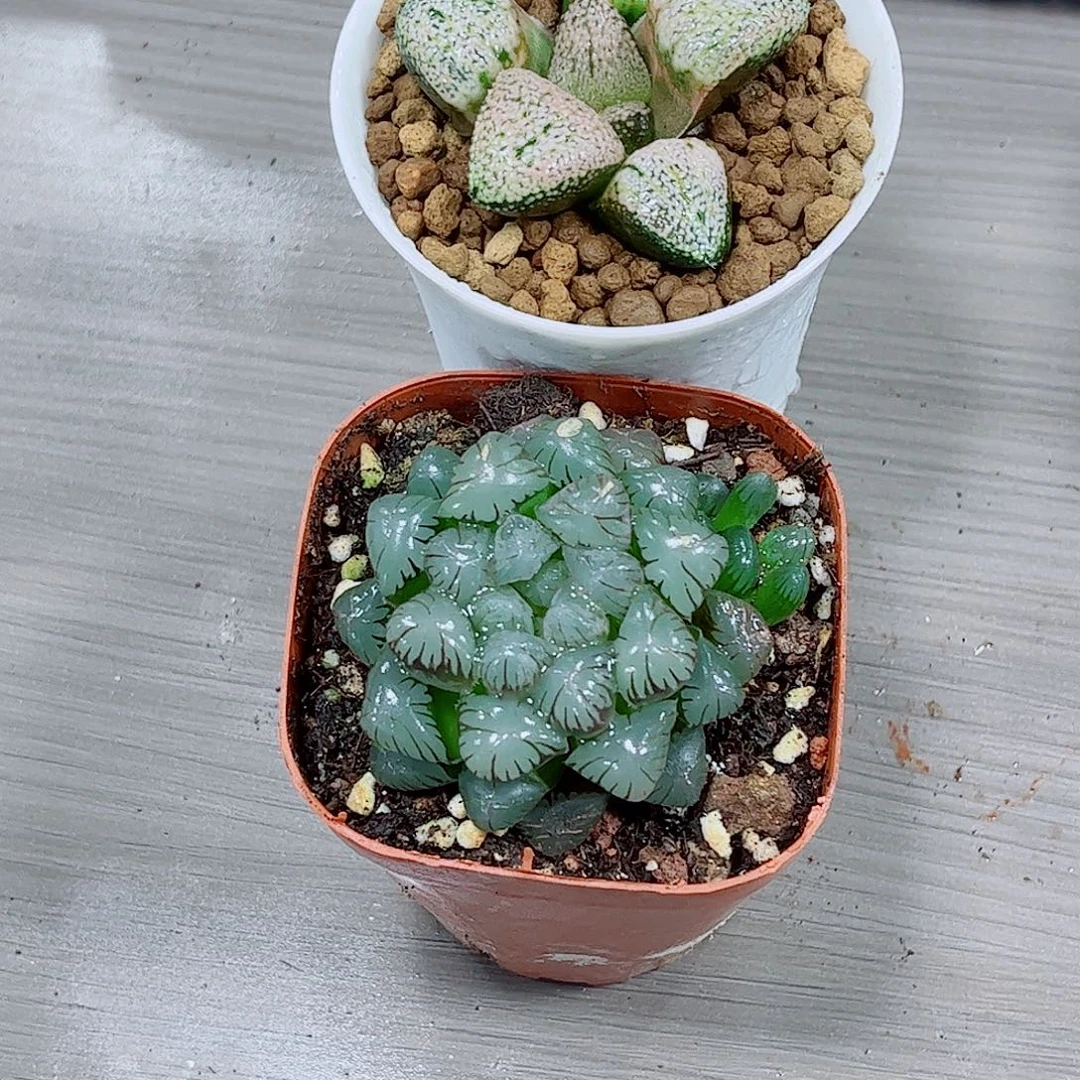 粉色白银紫姬一勿一拍