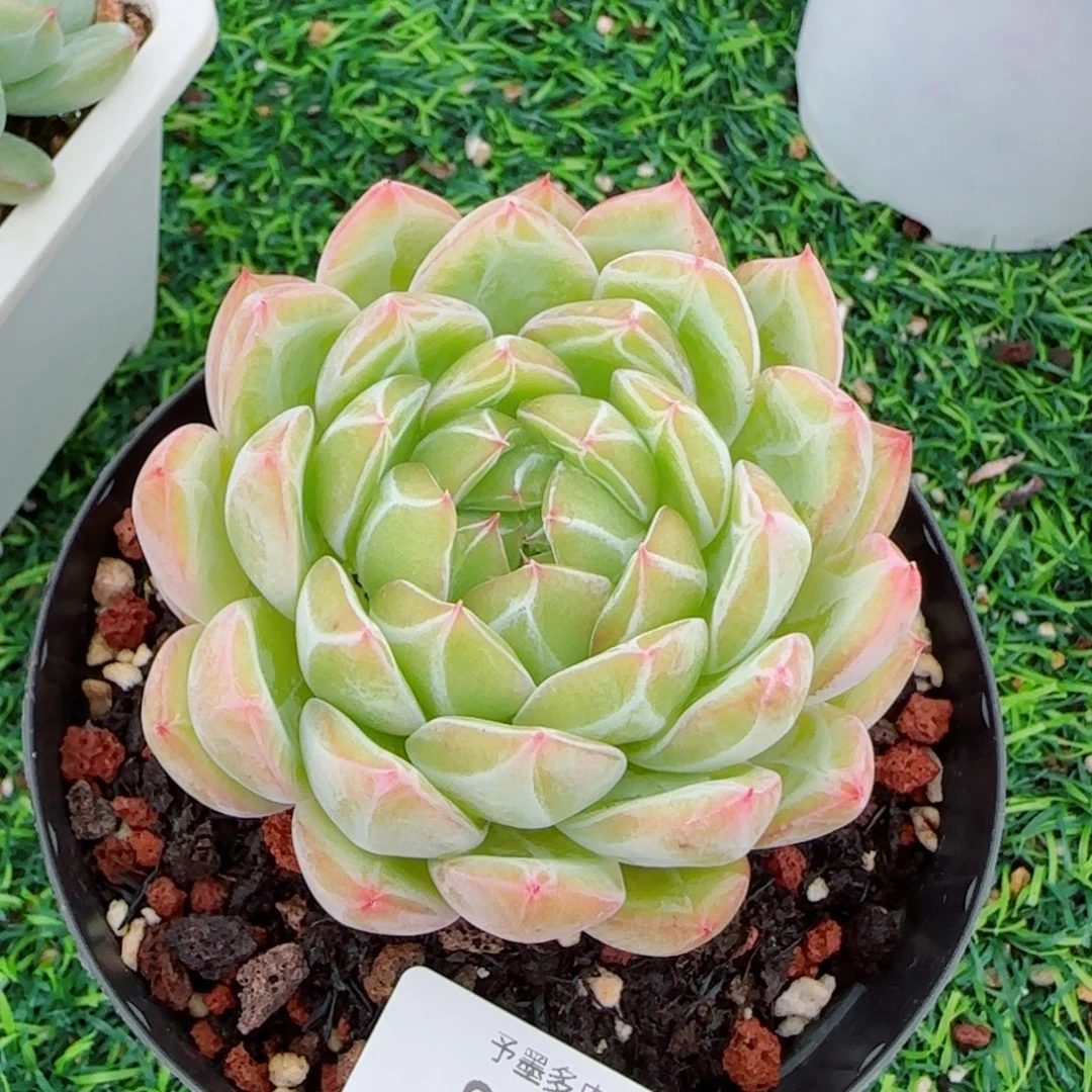 雪花珍妮，8157多肉植物