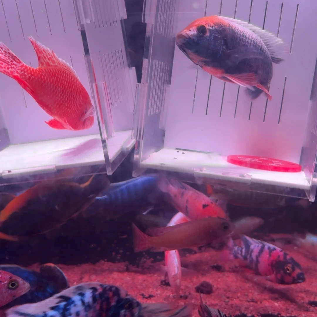 慈鲷鱼直播16号2条