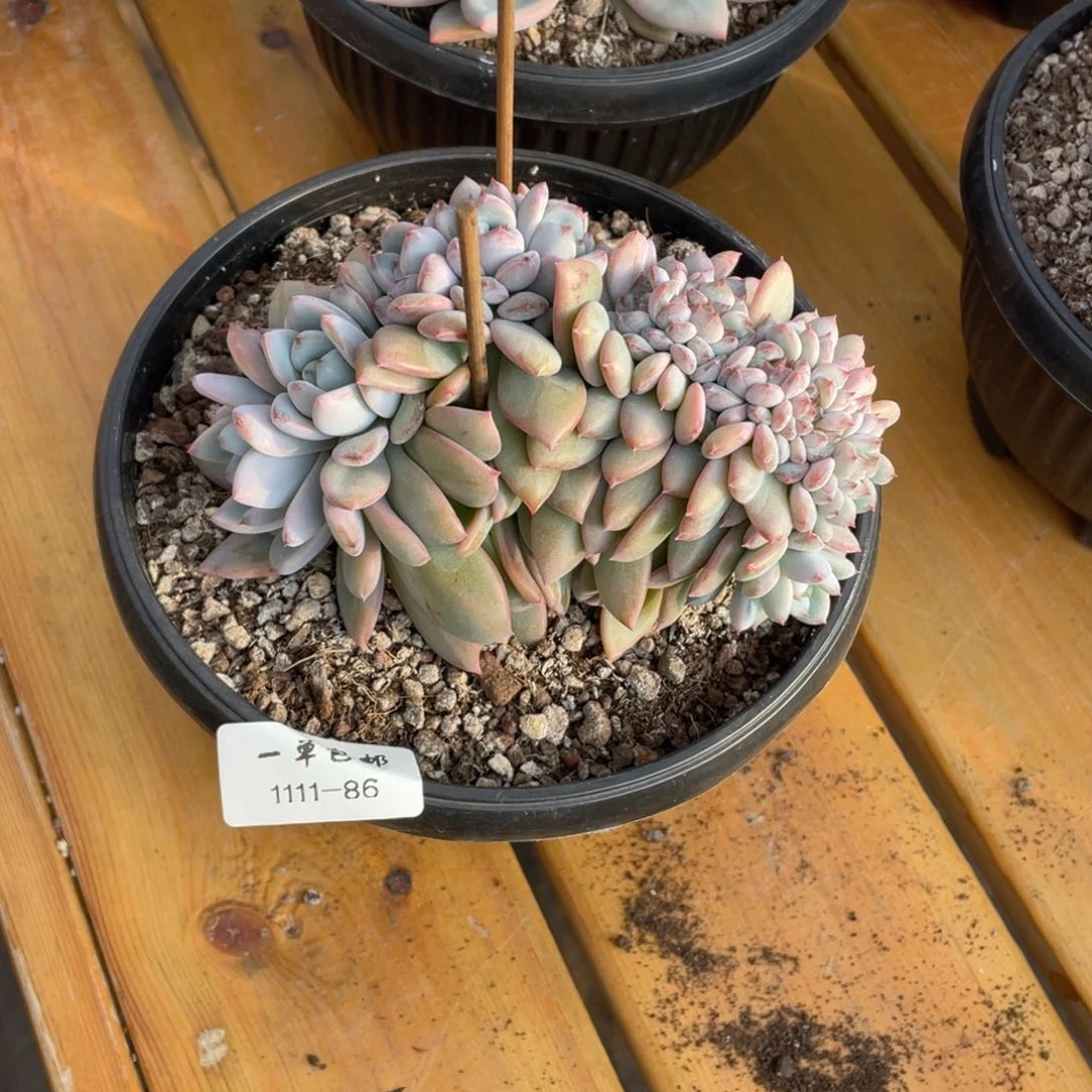 1111-86-星星雪缀化。。，。，。