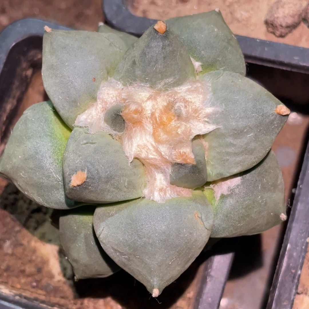 全部花朵蓝白青瓷牡丹 仙人球