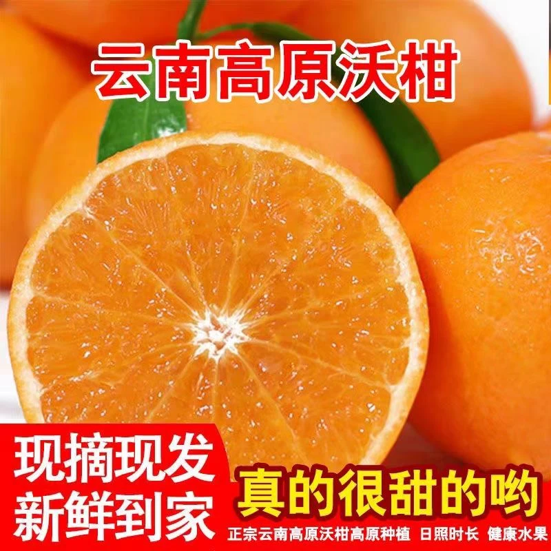 【青岛邮政助农】产地直发云南高山沃柑新鲜水果薄皮桔子应季柑橘
