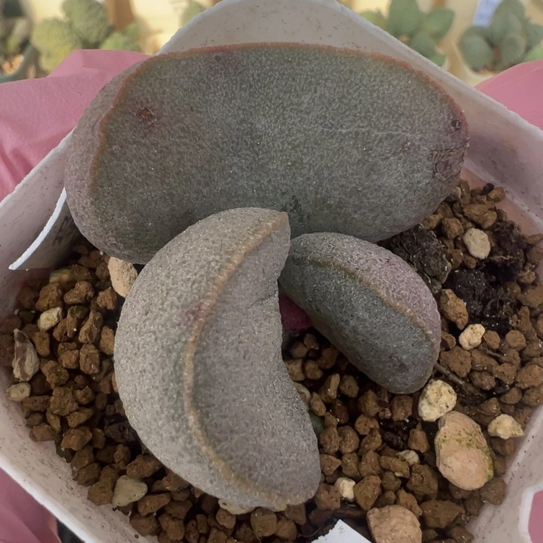 467好看的实生杂交蛋