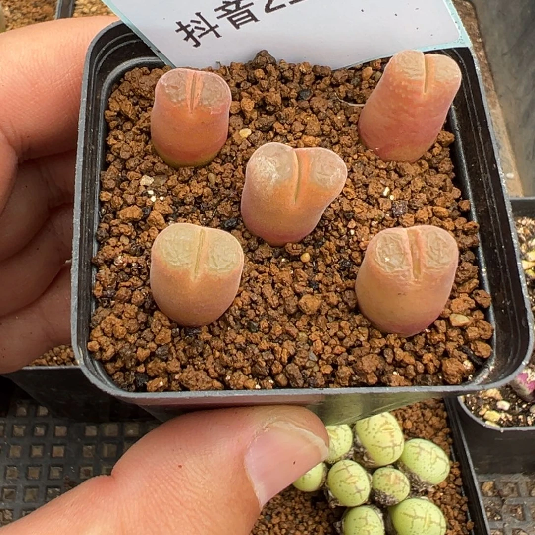 崽**21-76肉锥多肉植物，