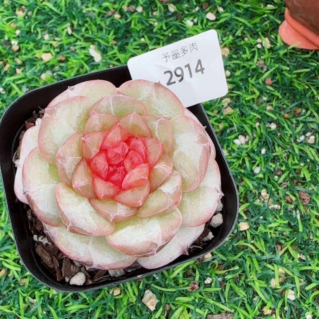 红莓，2914多肉植物