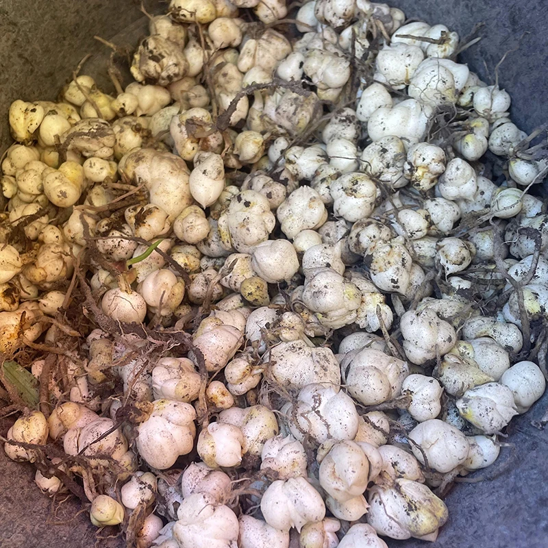 云南食用百合种子腾冲百合小种球特产新鲜