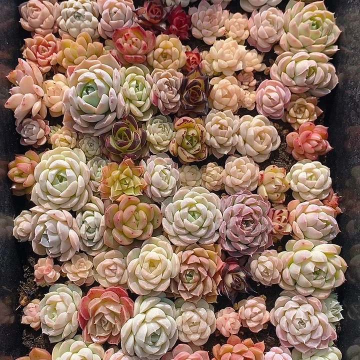 93 多肉植物盆栽花卉植物