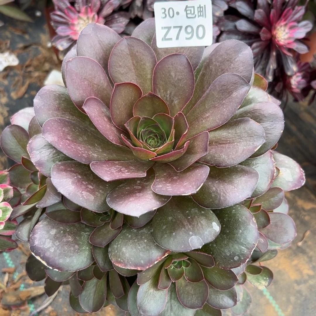 790魅金多肉法师