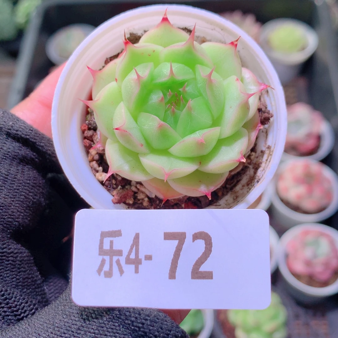 乐然4-72 海王单头