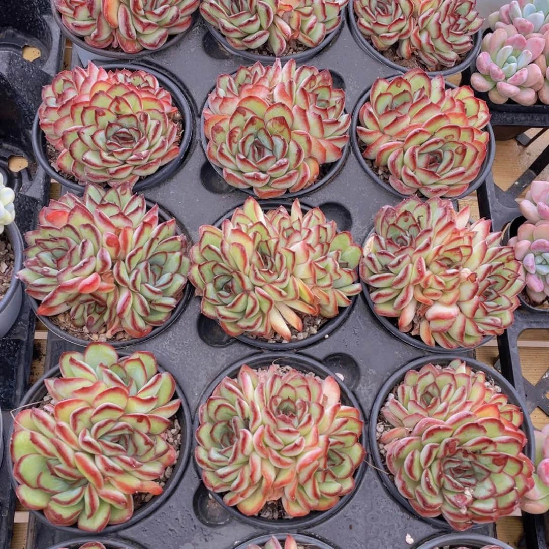 44号 肉酱玫瑰群生一个