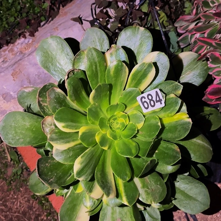 584五彩琉璃多肉植物处理不售后