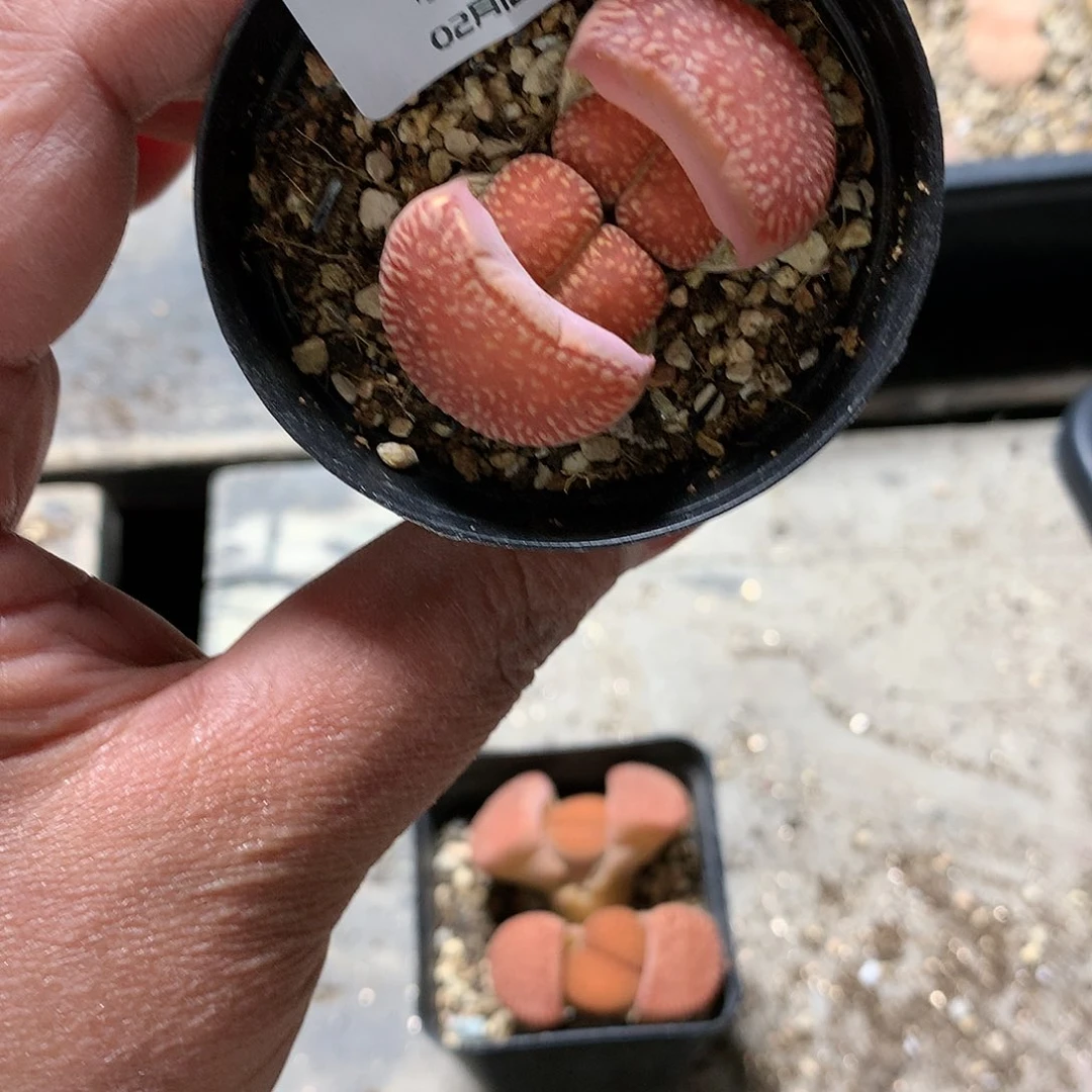 H15多肉植物保护研究所