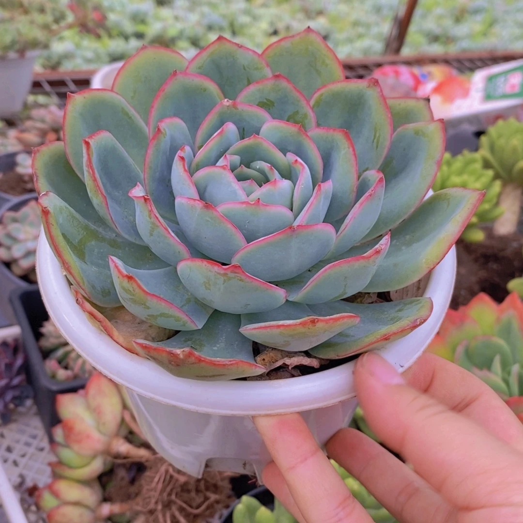 晨露大单头老桩多肉