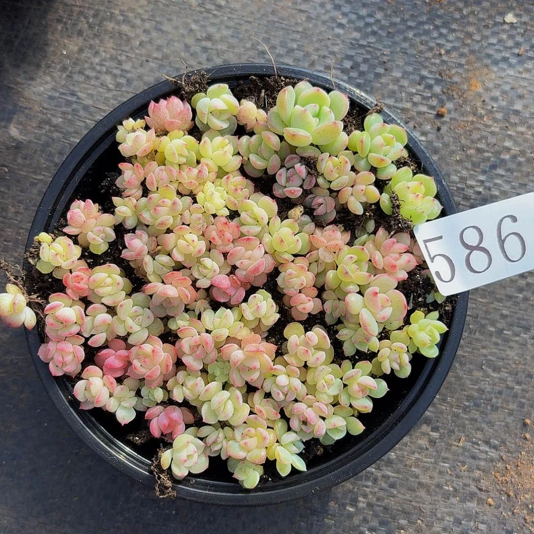 多肉植物多肉植物586
