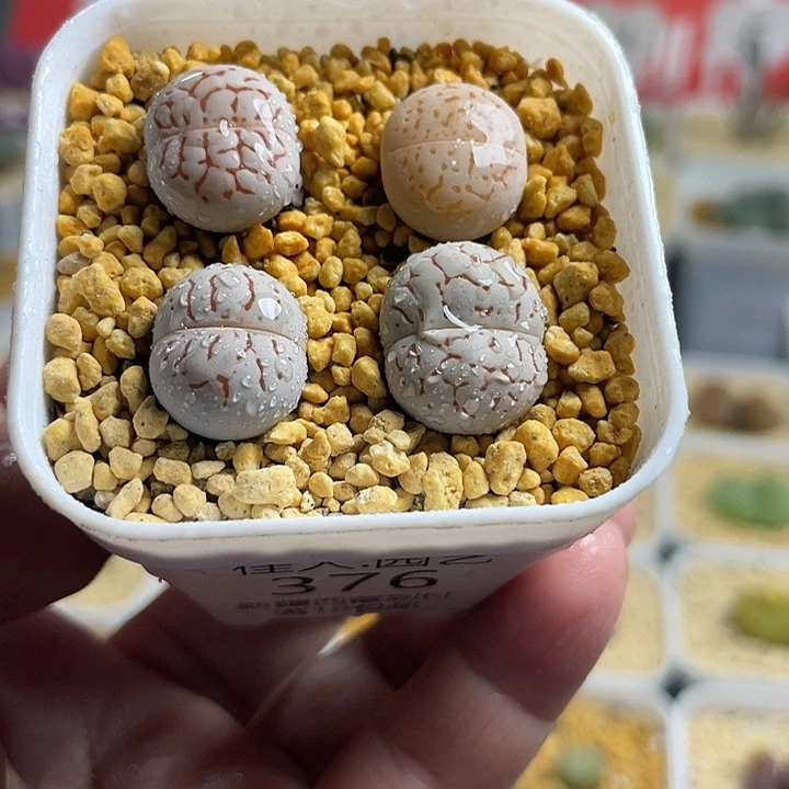 佳人园艺多肉生石花优选大白376