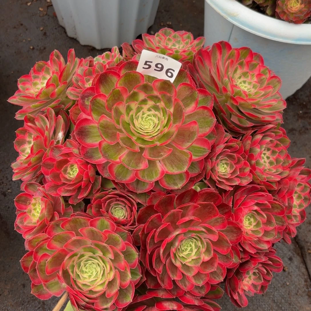 596多肉植物孔雀翎