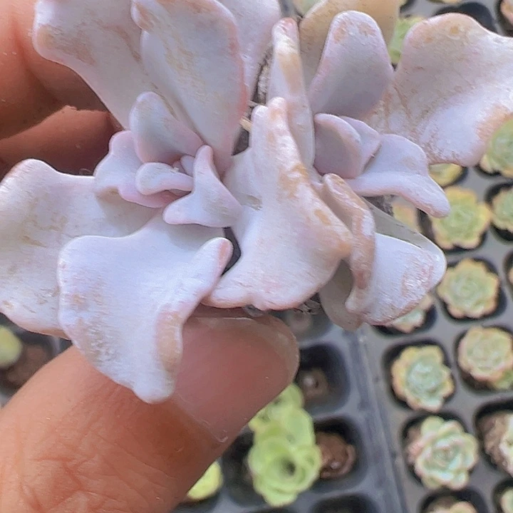 白饺子皮精品多肉