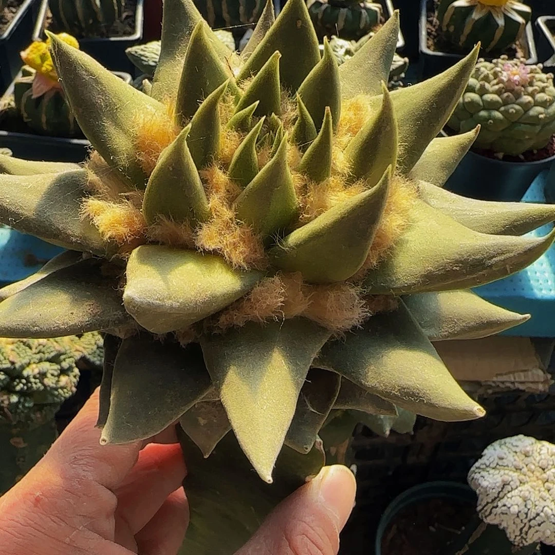 用****8大龙牙501仙人球