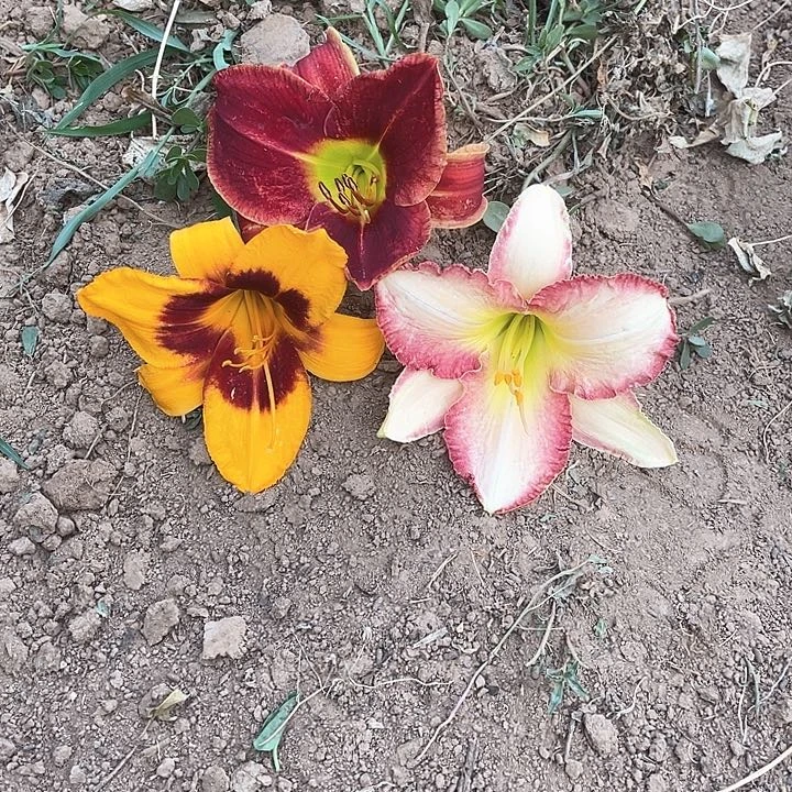 当前无花栽培后可以开花