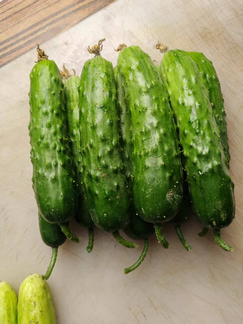 陕西自然授粉旱黄瓜，全程农家肥，口感佳。自然生长，有弯有直