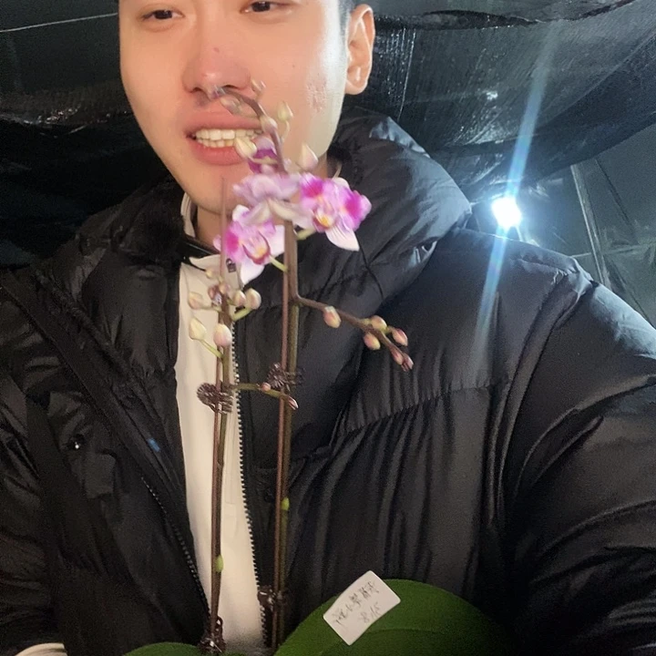 无花朵蜡笔小新蝴蝶兰