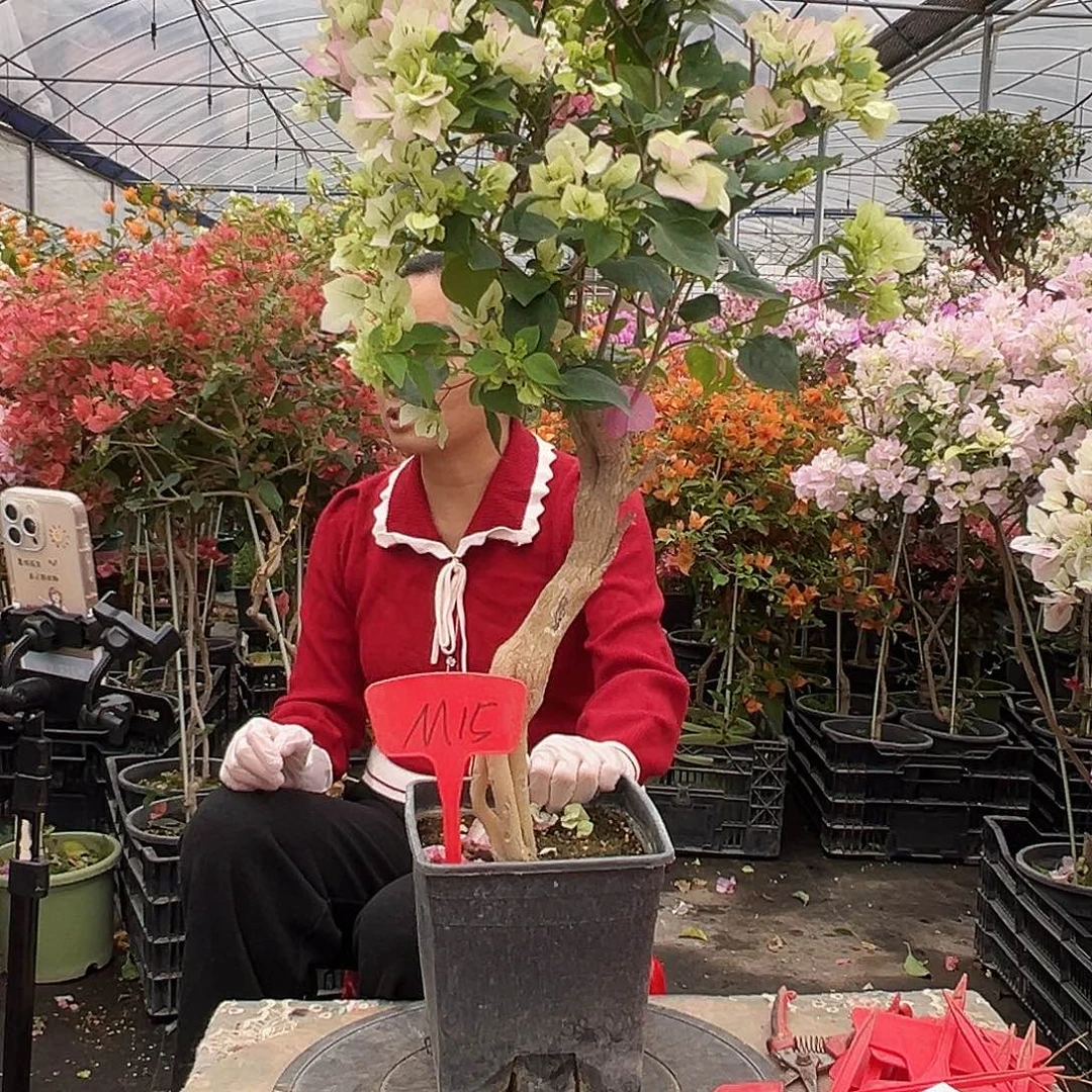 愫***•大部分花苞少量开放M15绿樱