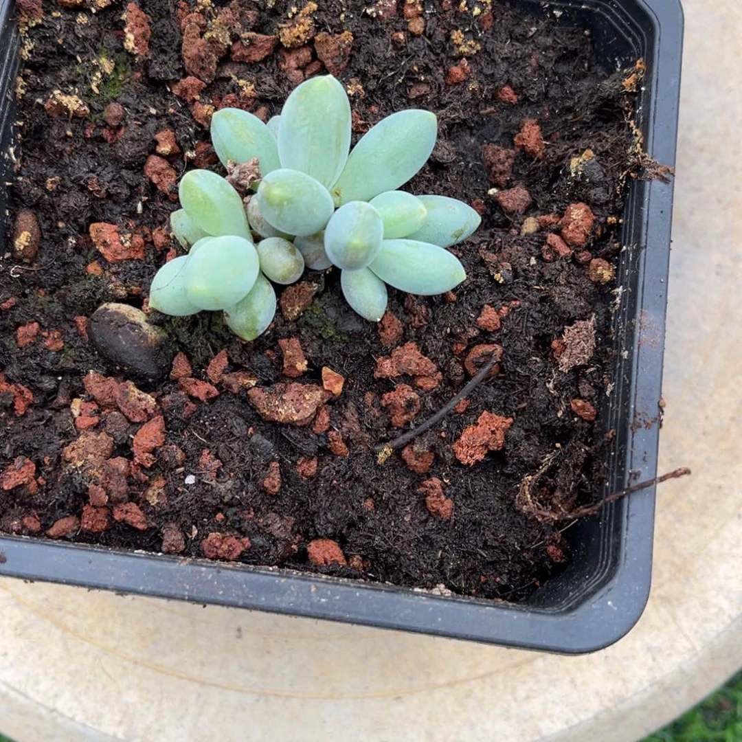 燕***语多肉植物烟花多肉