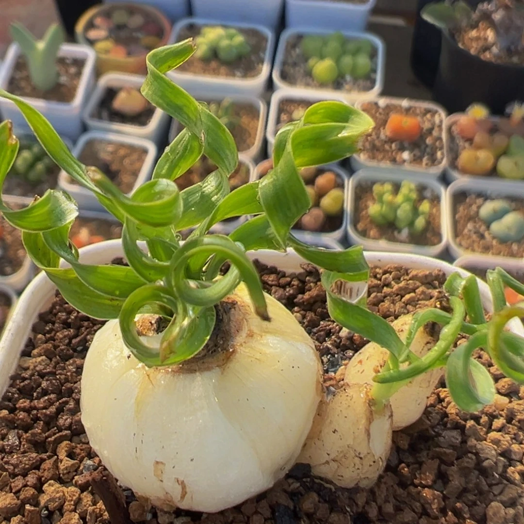 98多肉植物百科植物