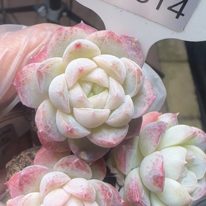 814号    明月之心