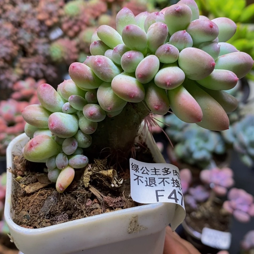 478苹果奶缀6cm多肉