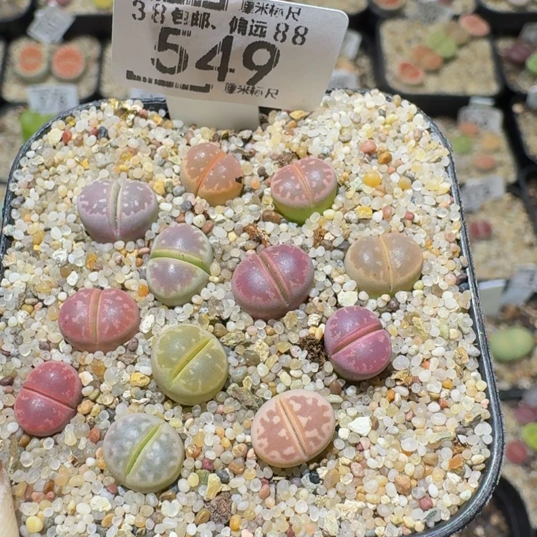 Ssss精品生石花549