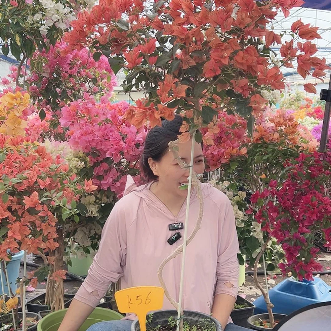 弓***长大部分花苞少量开放K56布理扎