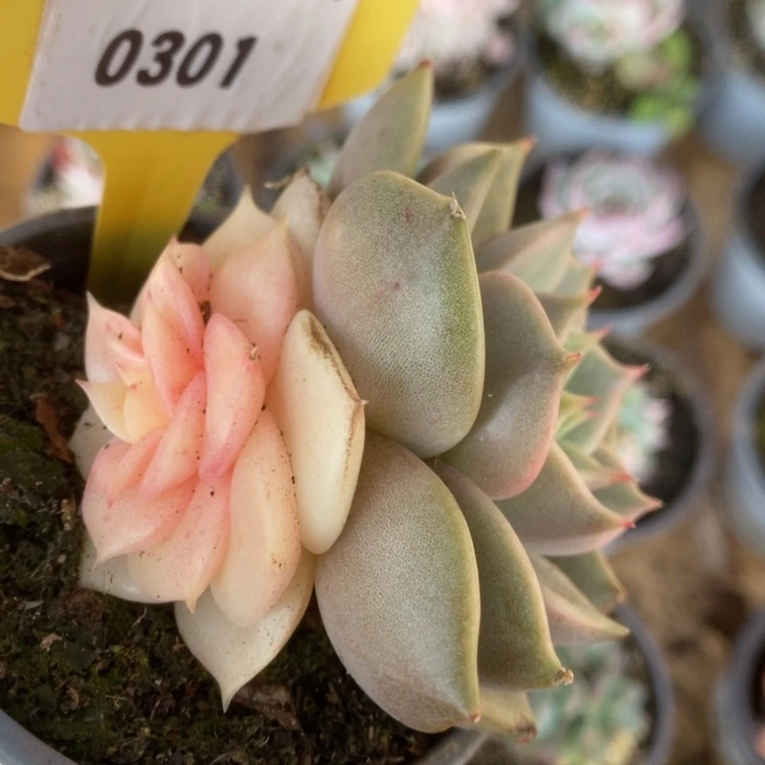 301贝加尔湖锦锦锦锦锦