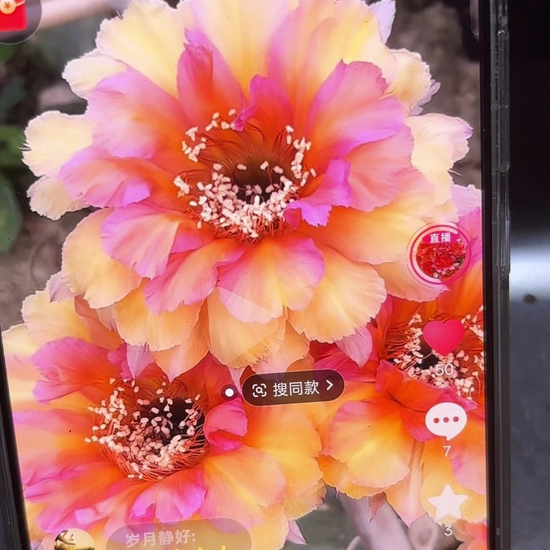 桃花眼彩侧牙20包邮仙人球15