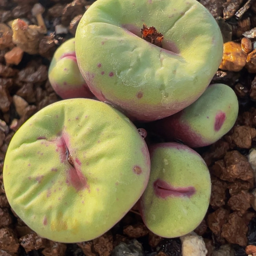 芭比嘴母本群多肉百科